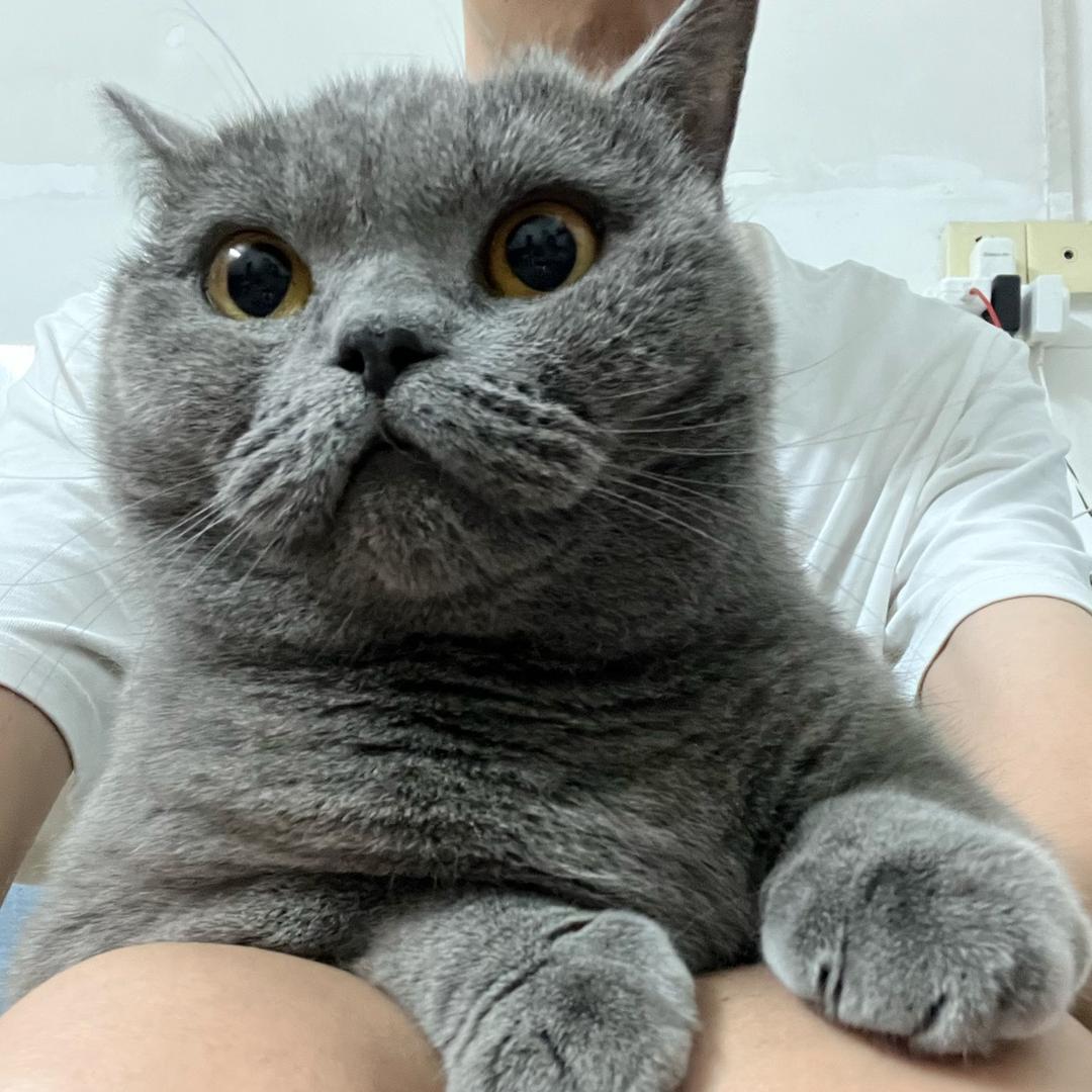 肥咪卖艺(逢赞必回