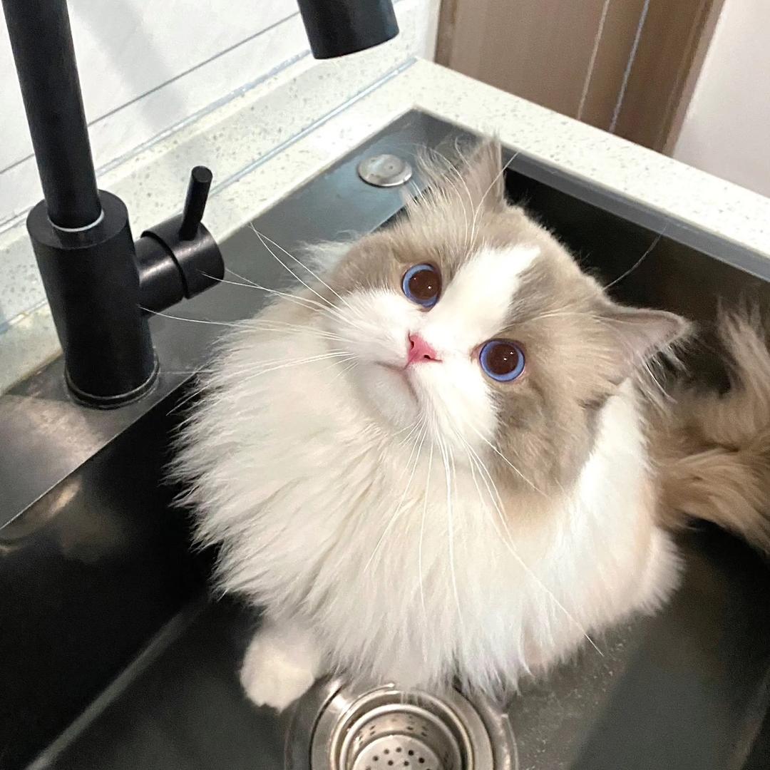 就爱偷姑老