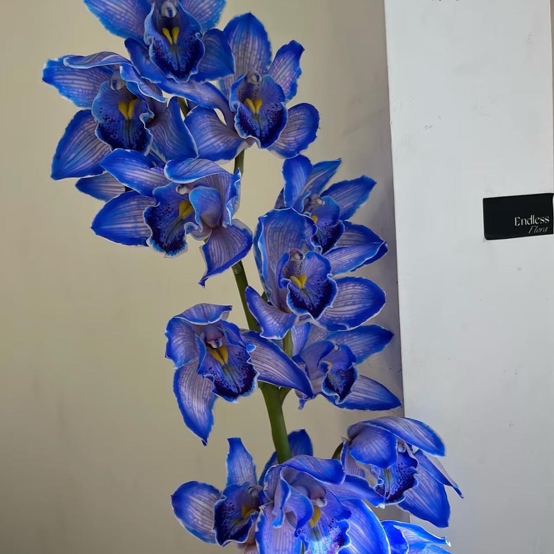 缅缅阿凡花卉