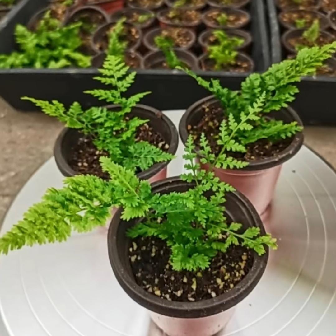 世界过山瑶-绿野金蕨