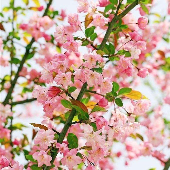 繁锦似花