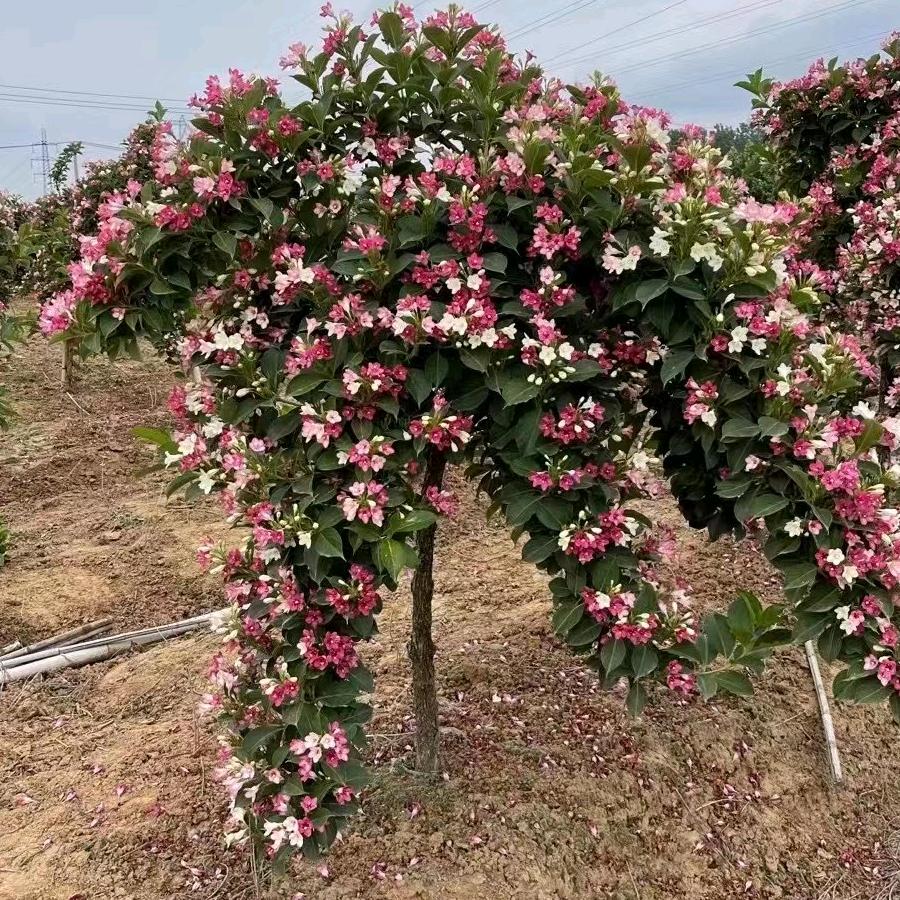 江苏沭阳柑普花卉园艺场