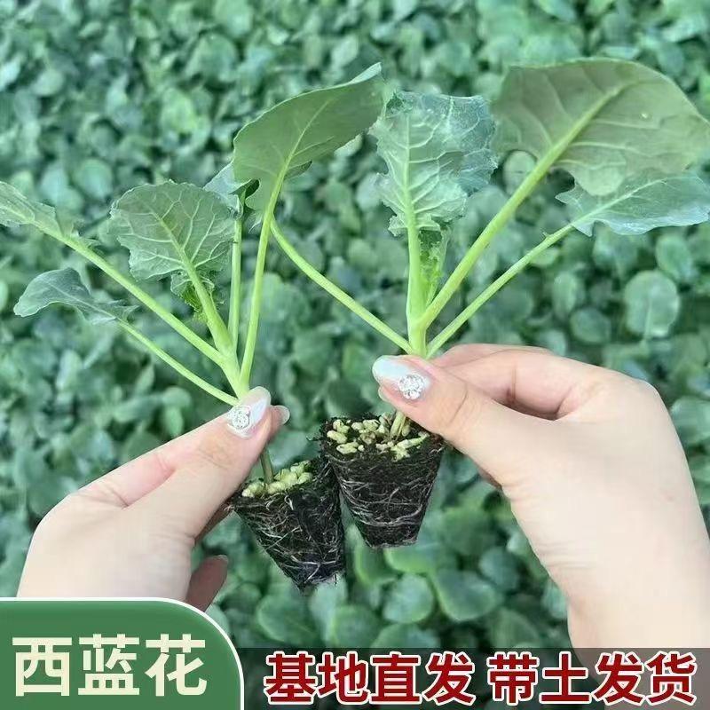 琳姐蔬菜苗基地