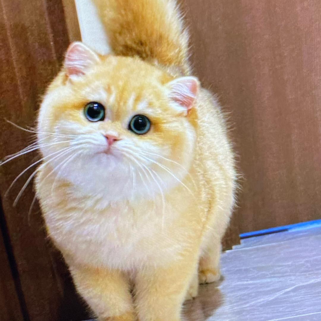 柠檬哦