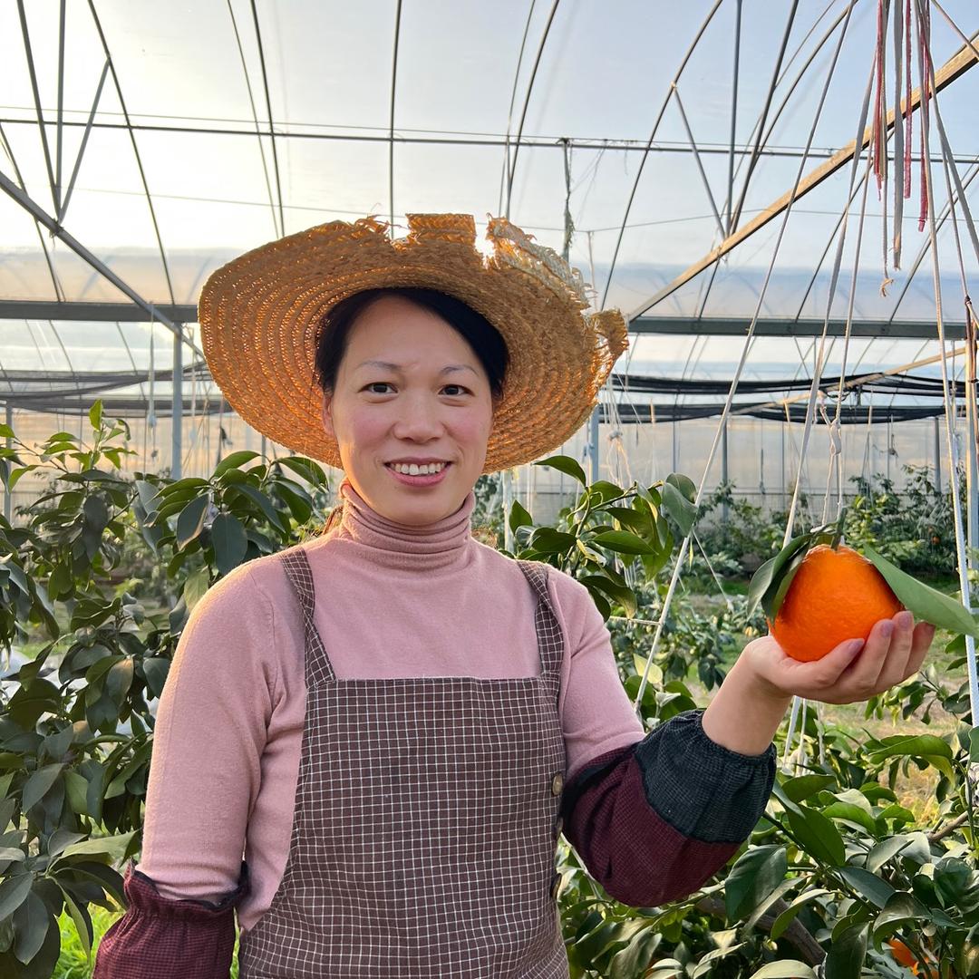 小何象山红美人（黄美人上市中