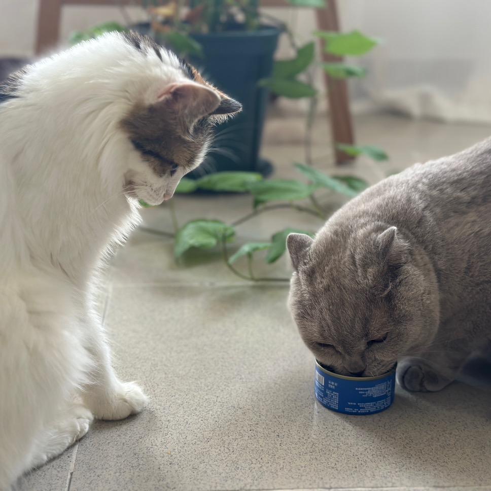 三只小猫的朋友圈