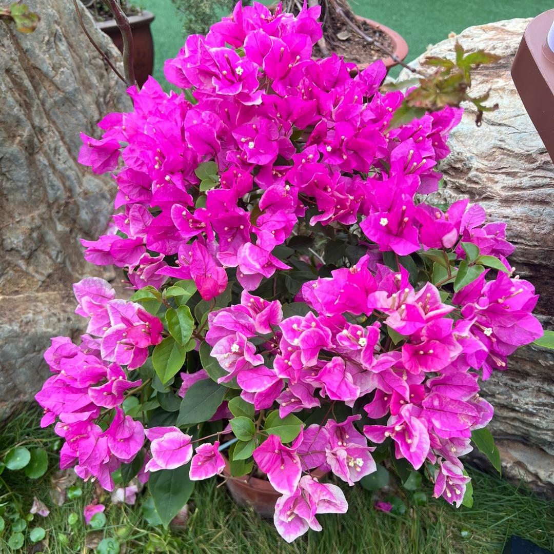 花花公主三角梅