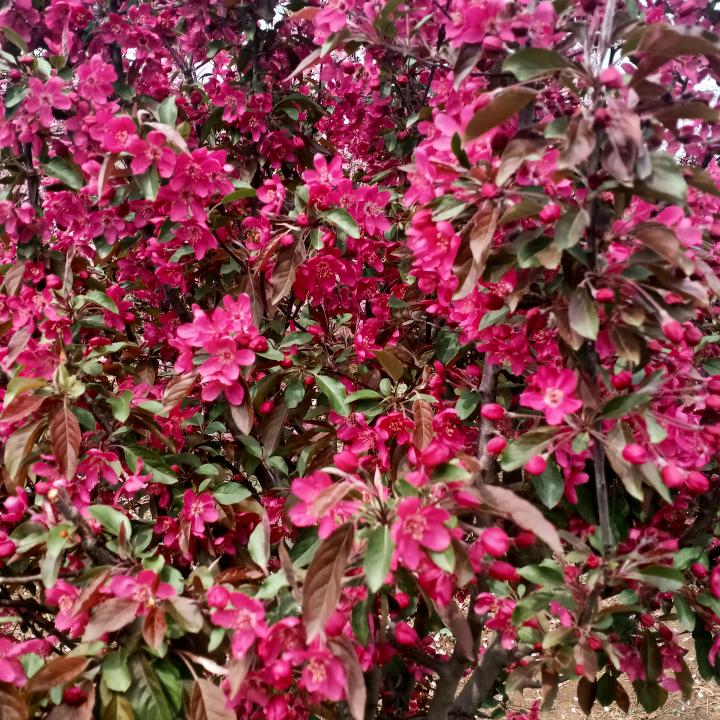 忘忧草（肾移植10年）