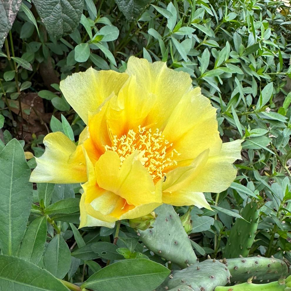 琦琦纯油