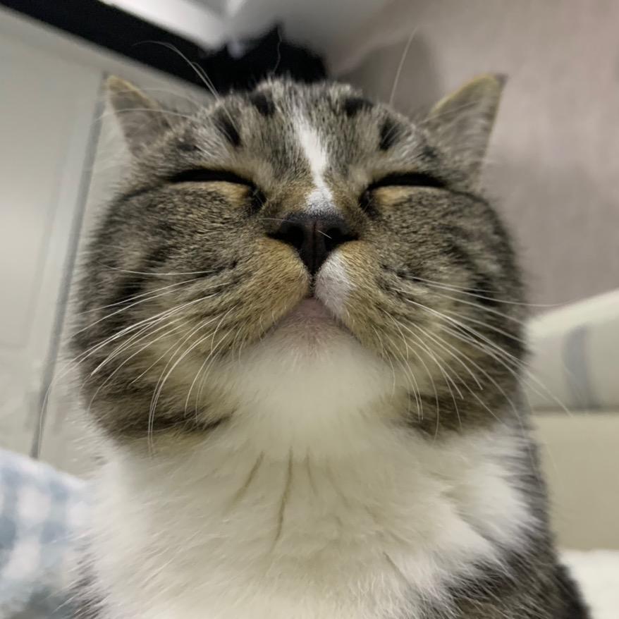 虎斑小丸子