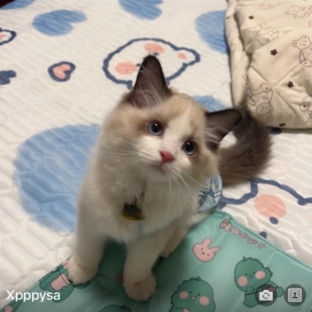 一只茶🐈