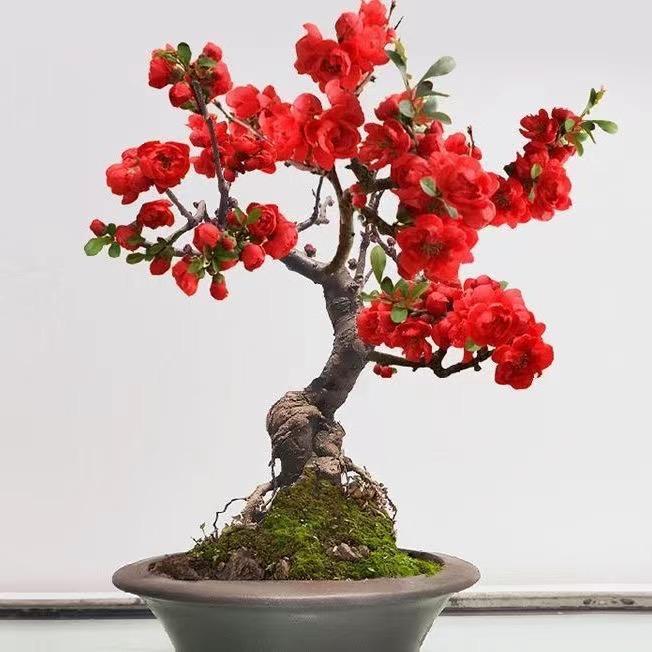花艺缘园艺