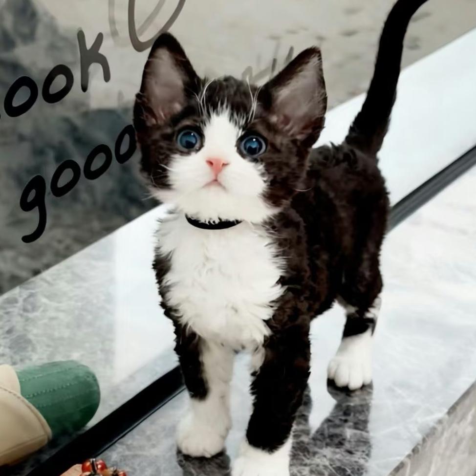 邻小米🌟（重生版）