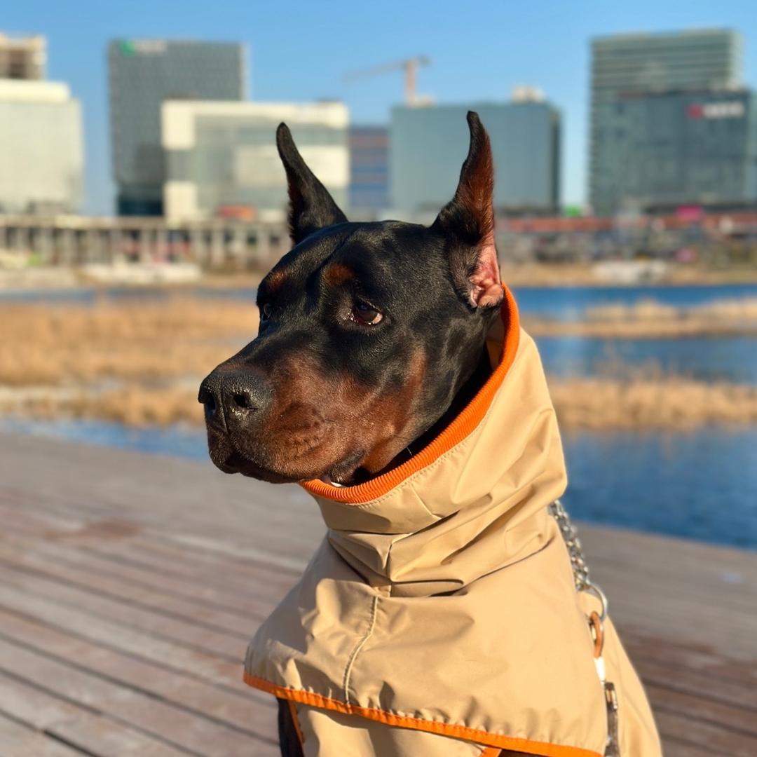 妮蔻的摸鱼日记