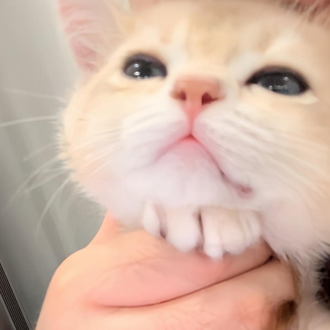 温蒂の奶球