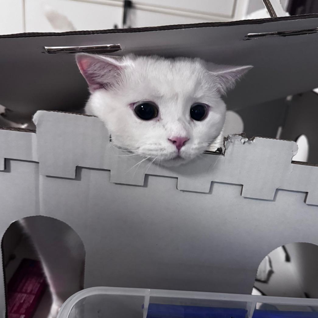 老猫做电商