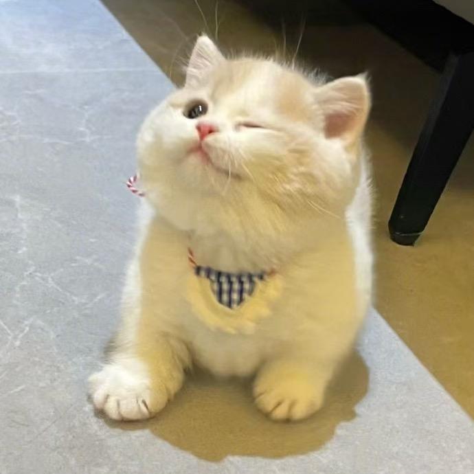KSDIY猫别墅