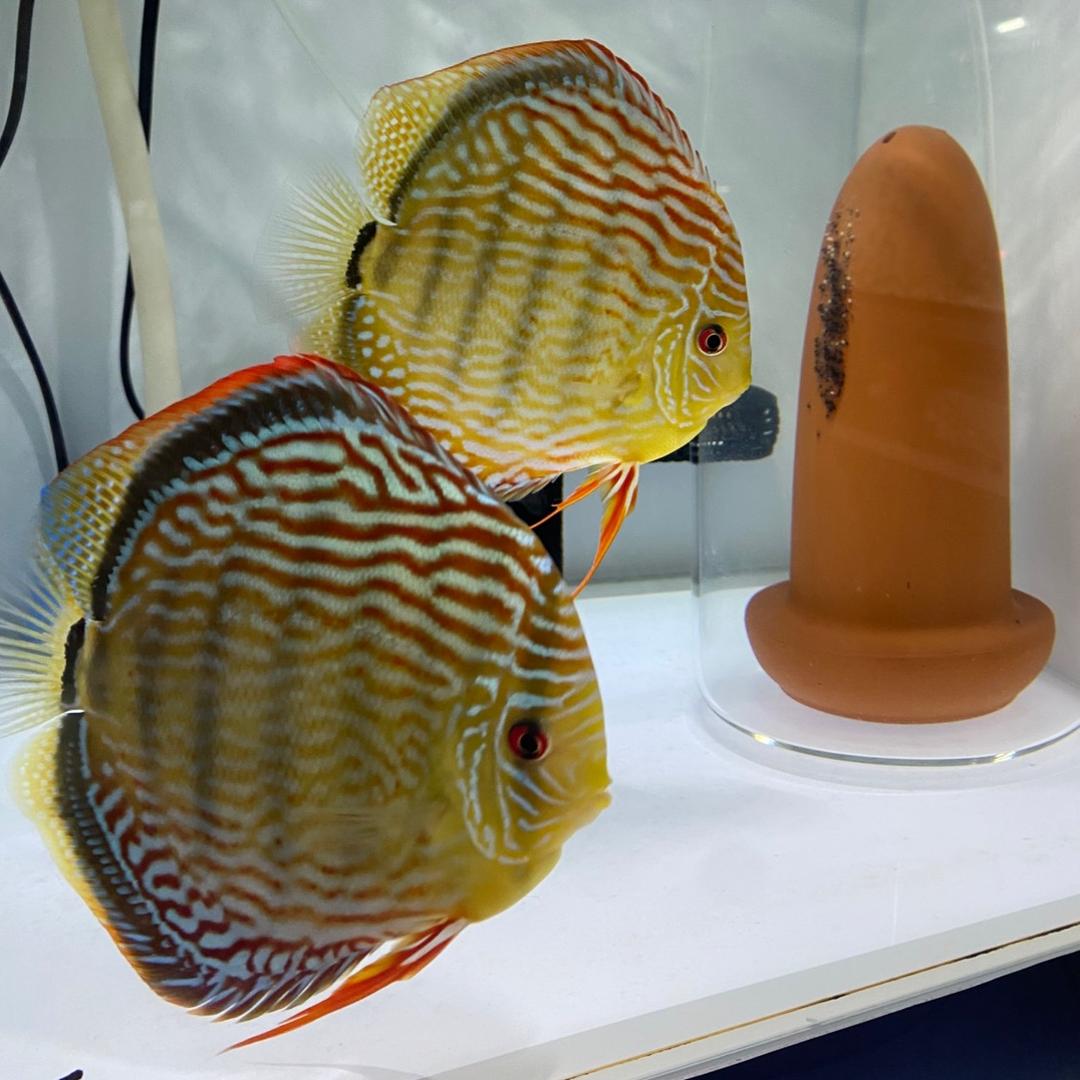 伊彩神仙鱼