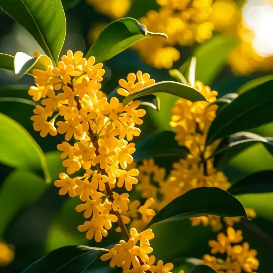 万景花卉园林
