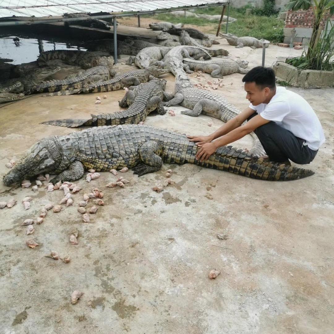 海南鳄鱼源头养殖场