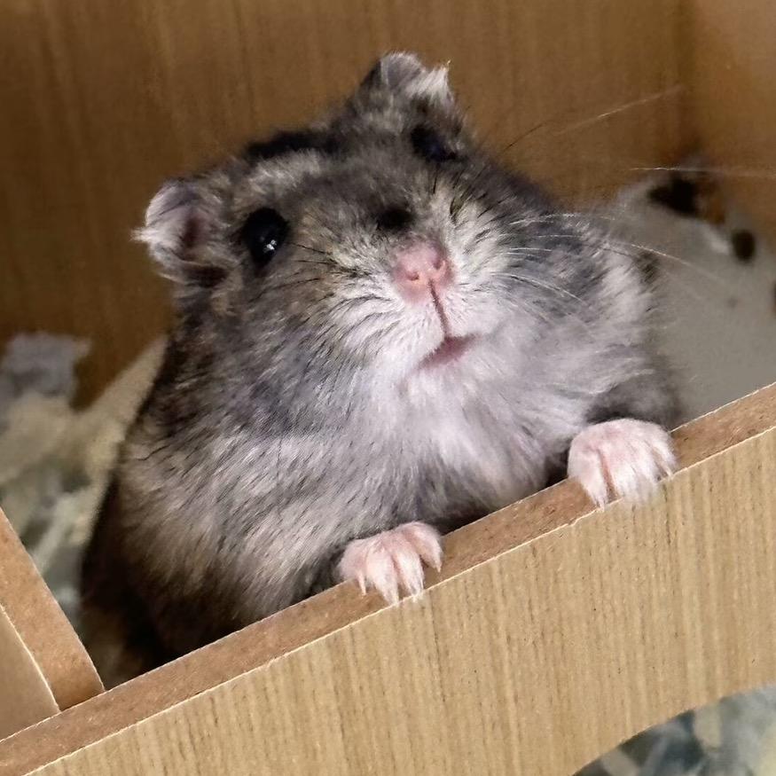 猛吸可爱鼠鼠