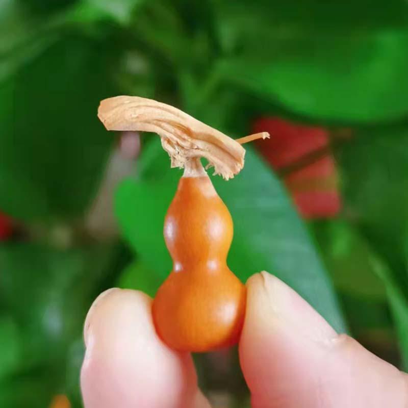 老姚精品葫芦