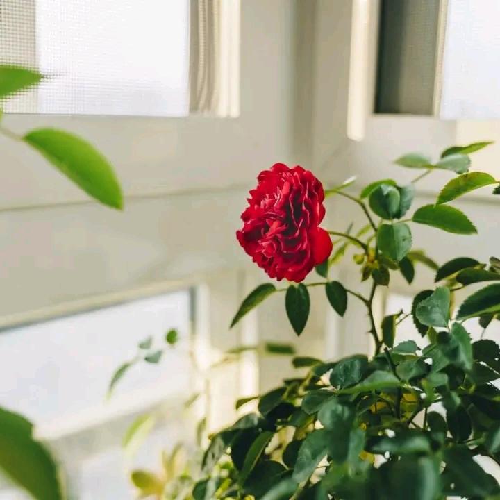 毛坦厂代陪读王丙华<寿县炎刘镇＞