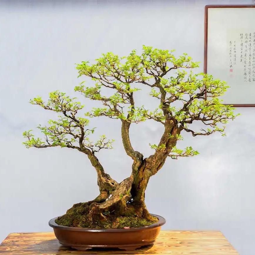 太行小叶崖荆