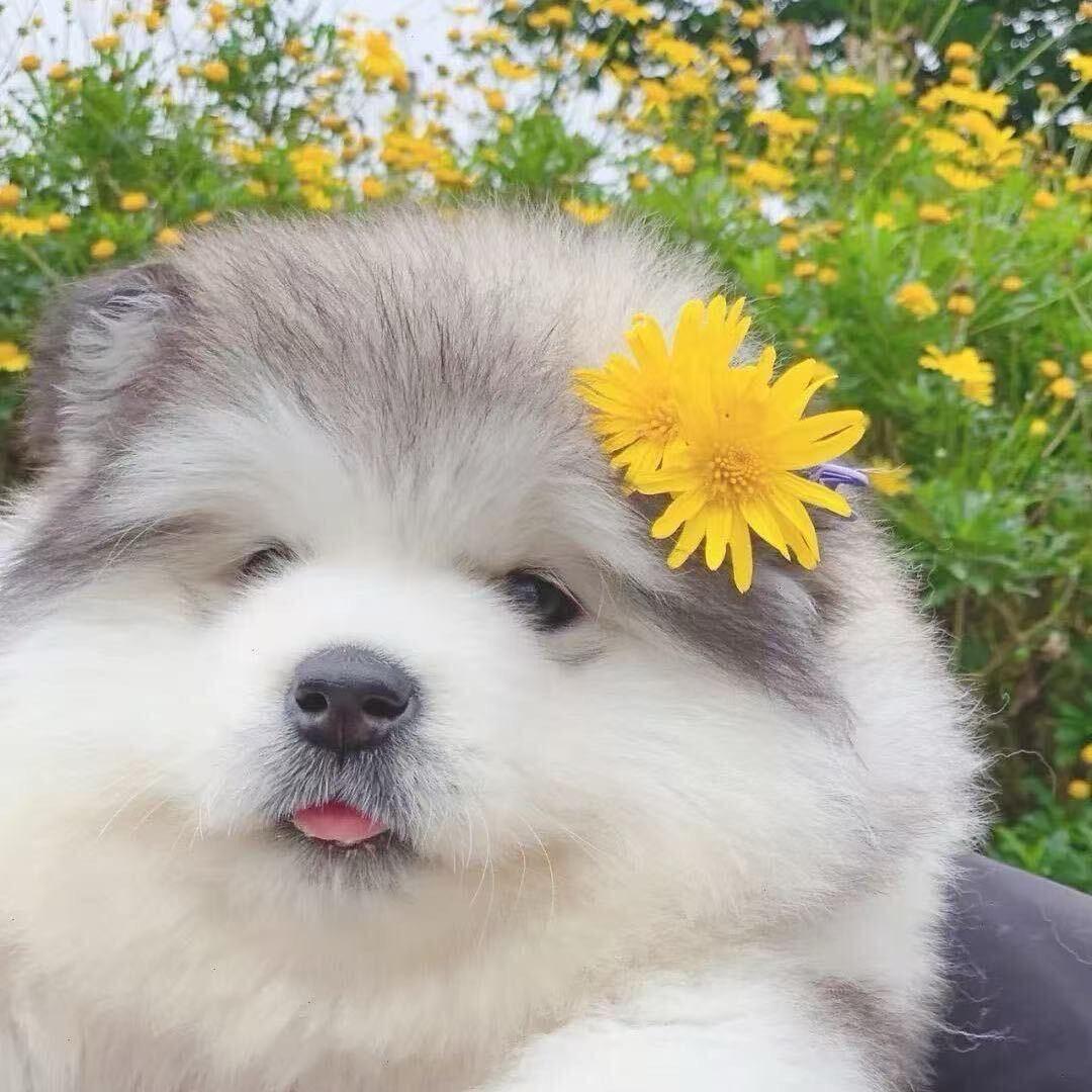 你的小可爱🐶