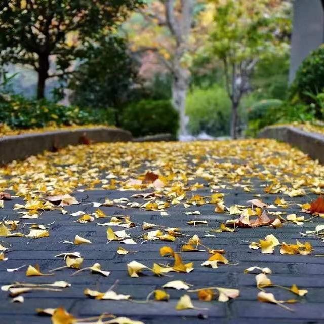 上官沐雨