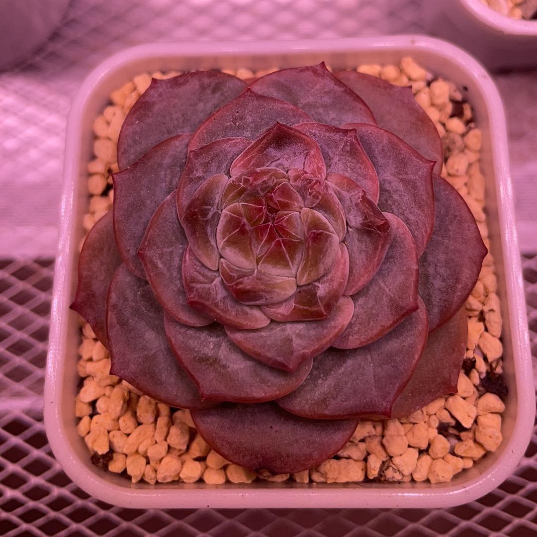 小姐妹一起玩多肉