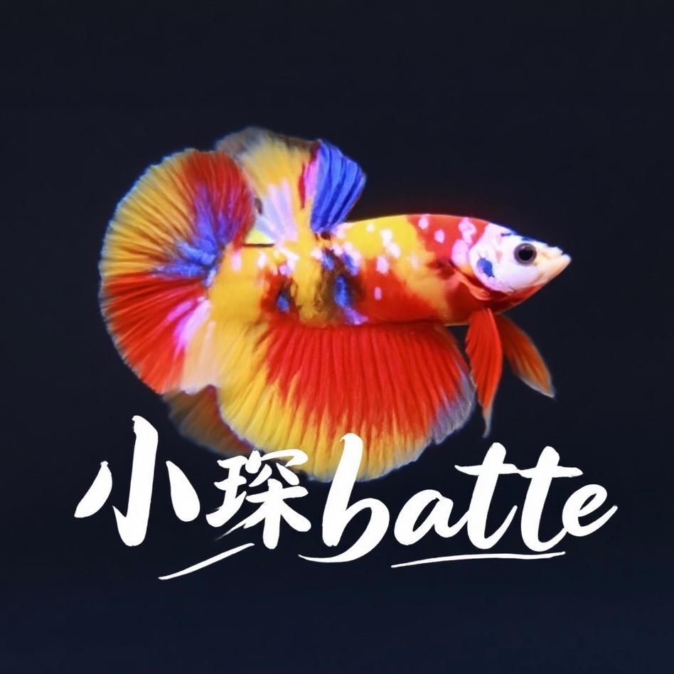 小琛斗鱼betta
