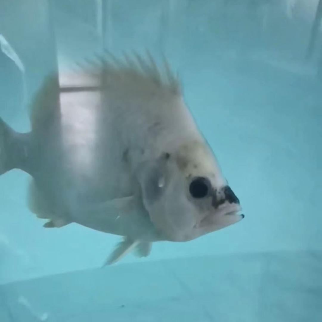 盛嘉龙鱼～（阿佳）