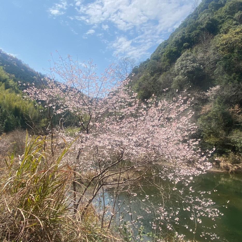 刚下岸（直播考公版）