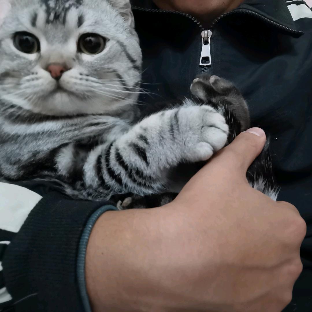 毛豆