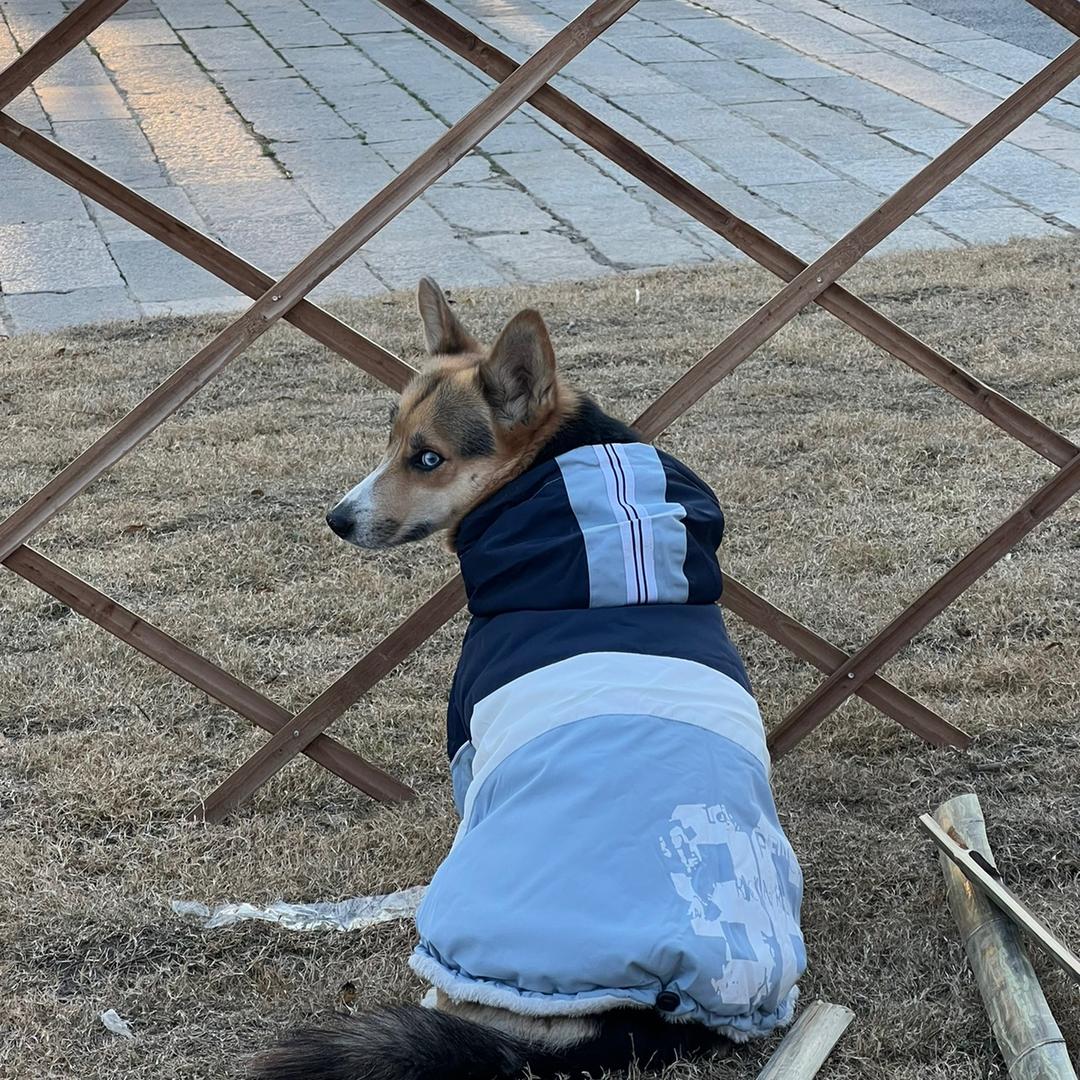 短腿神话·悟空