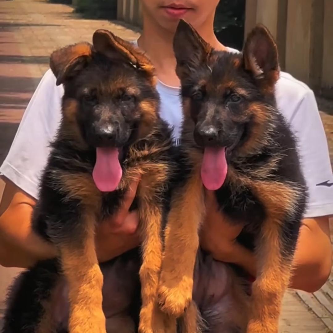 东弘工作犬繁育6