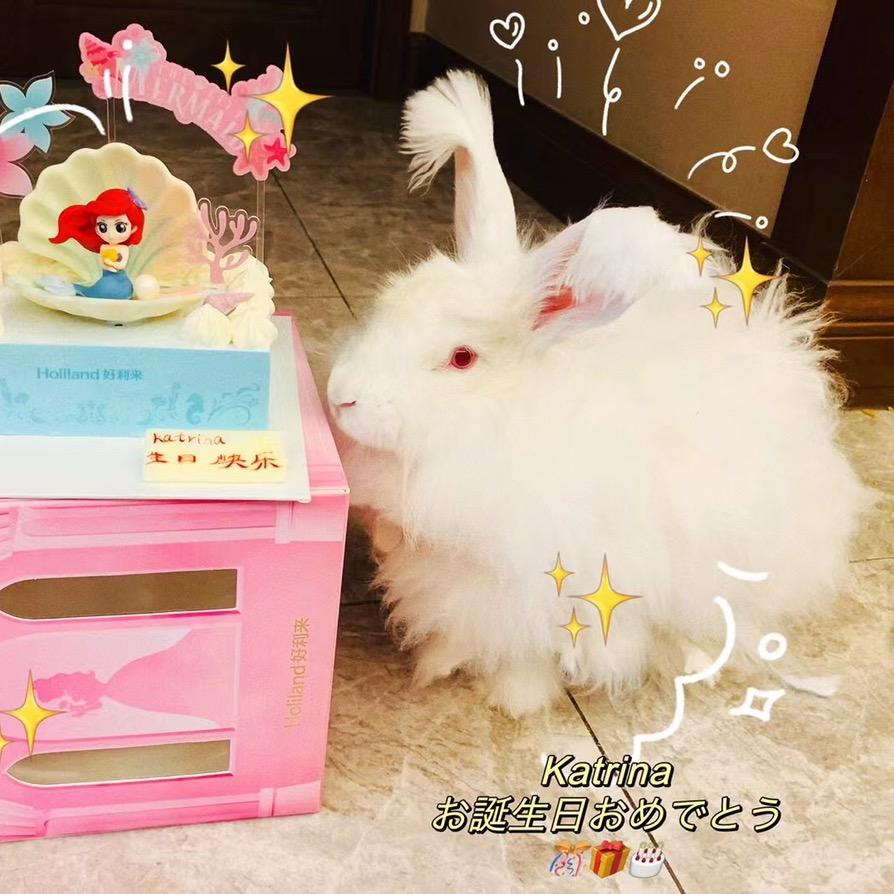 萌萌的兔兔🐰