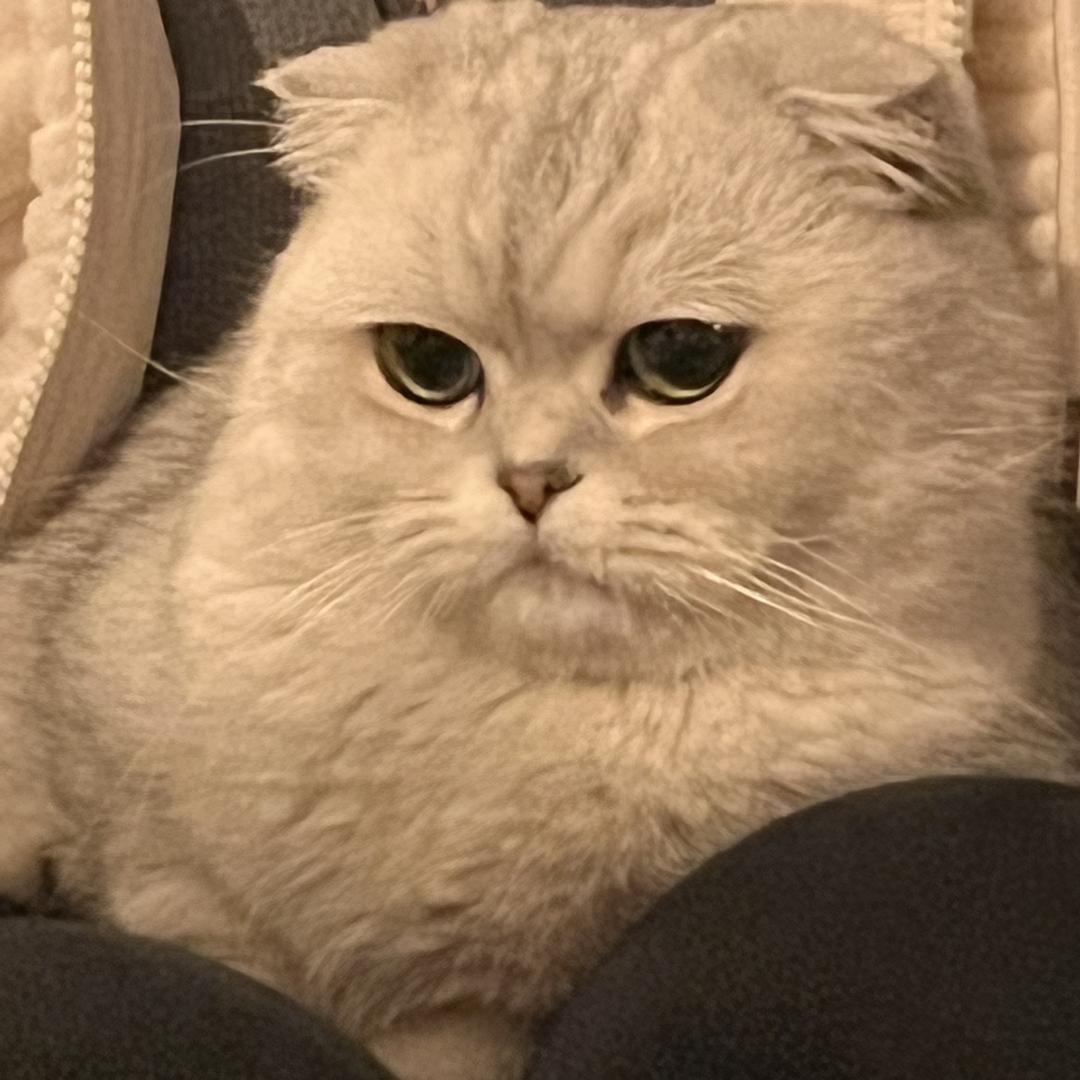 解一扬