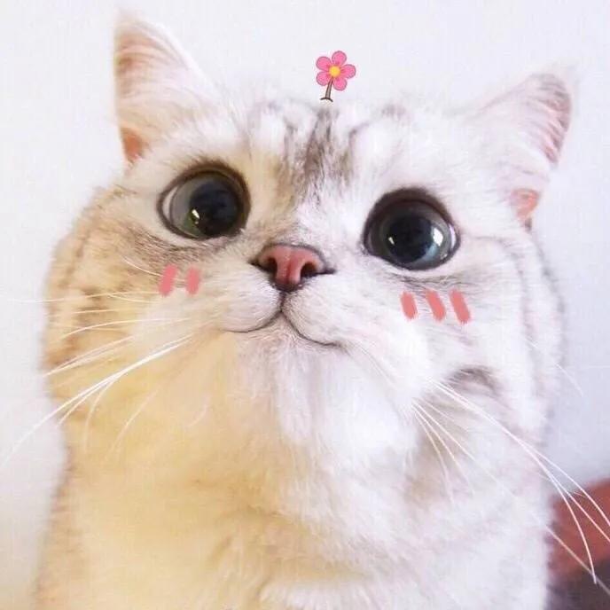 小新书漫