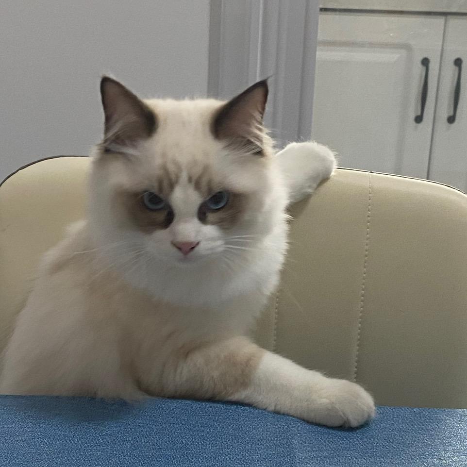 猫有九条命惟有一条心