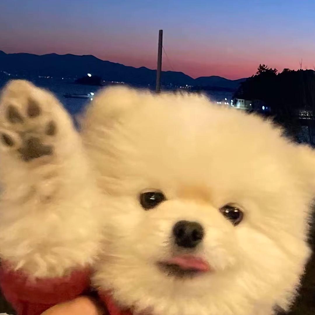 小星萌宠