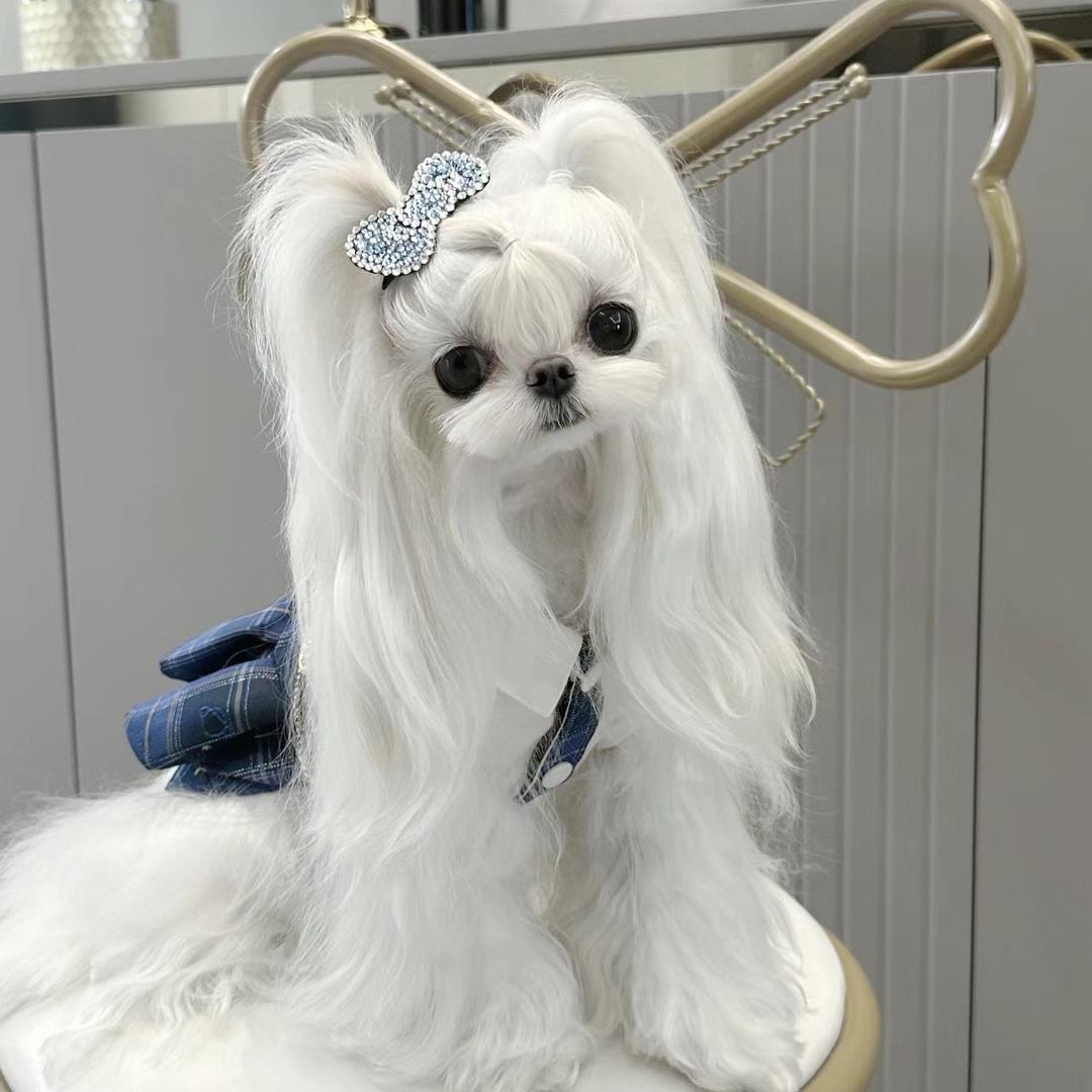 大同宠物🧸比熊犬舍🧸