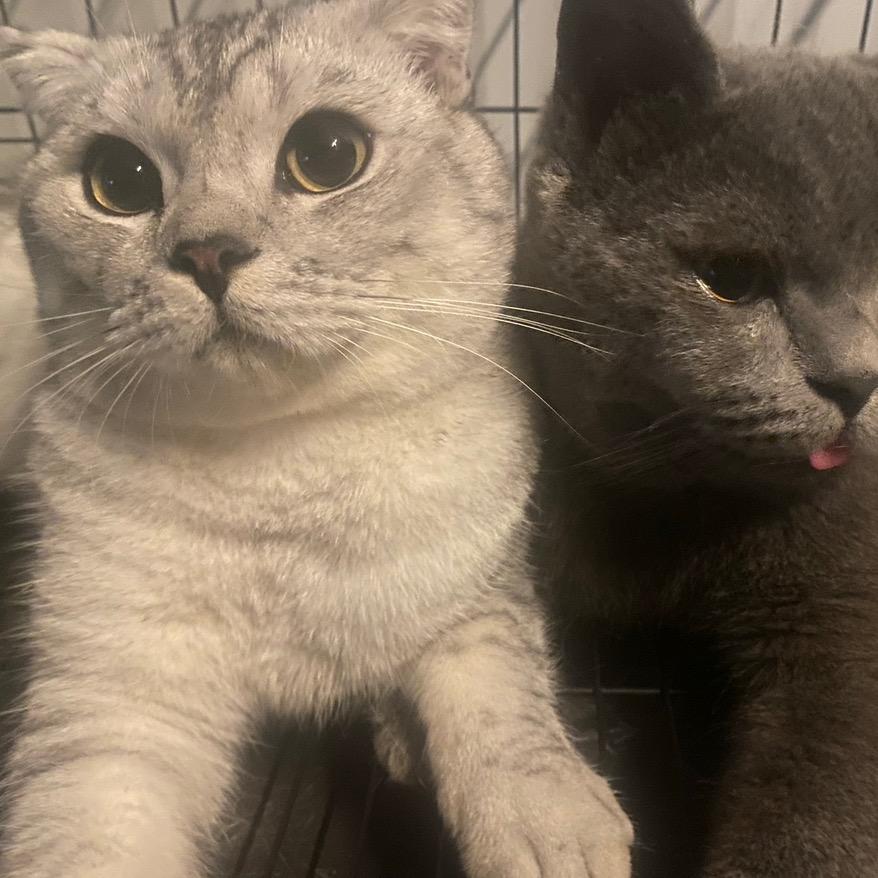 赚钱买猫粮