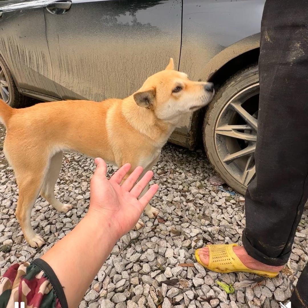 河池啊花（田园犬）