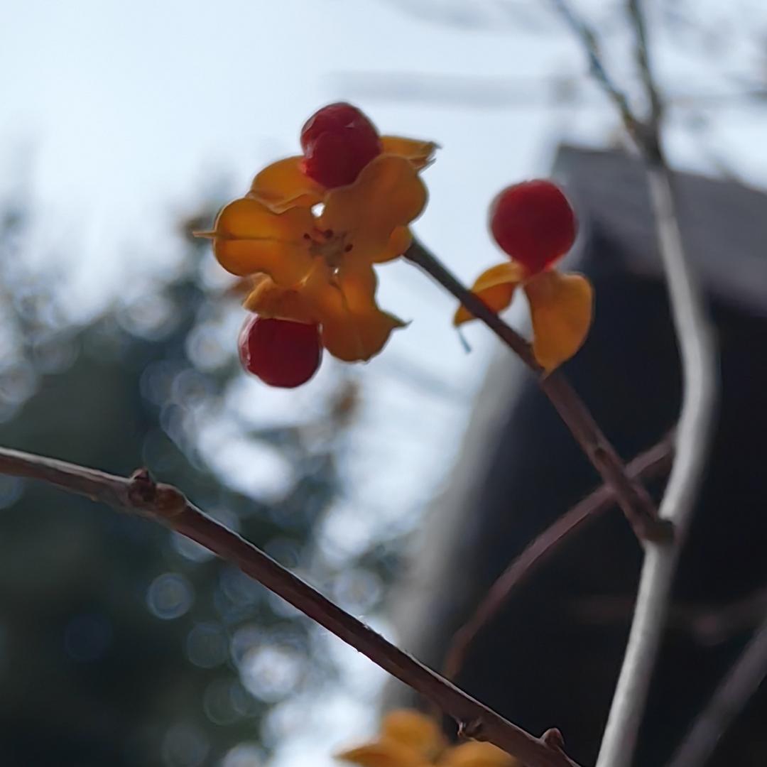 清听