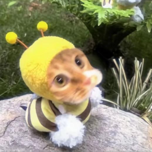 蜜蜂🐝教练