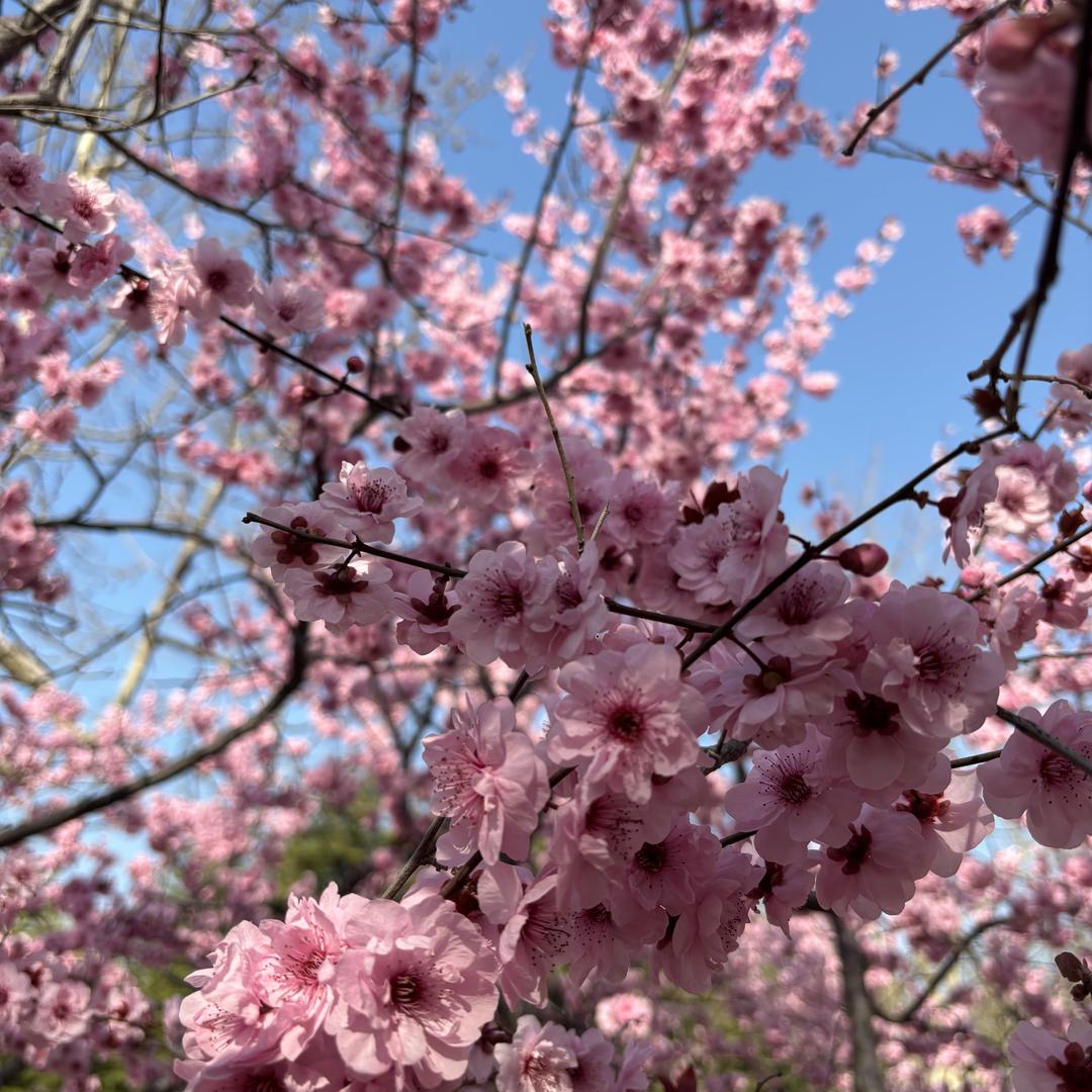 卖珠宝的小金（鑫荟金行）