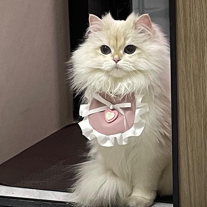 开封爱贝萌宠伊珊娜皮毛调理