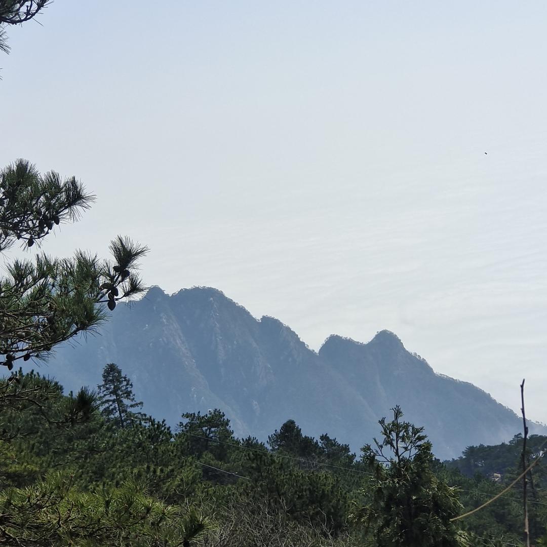 我有一只大懒猫